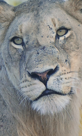 Lion