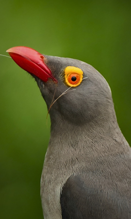 Oxpecker